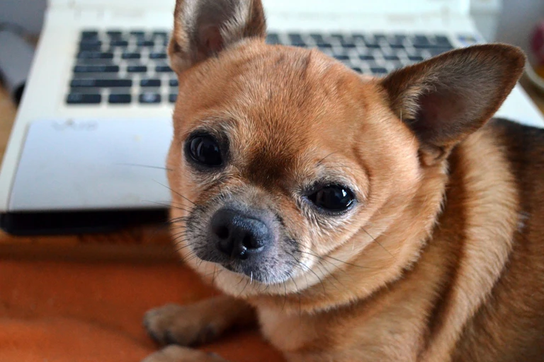 chihuahua devant un ordinateur.
