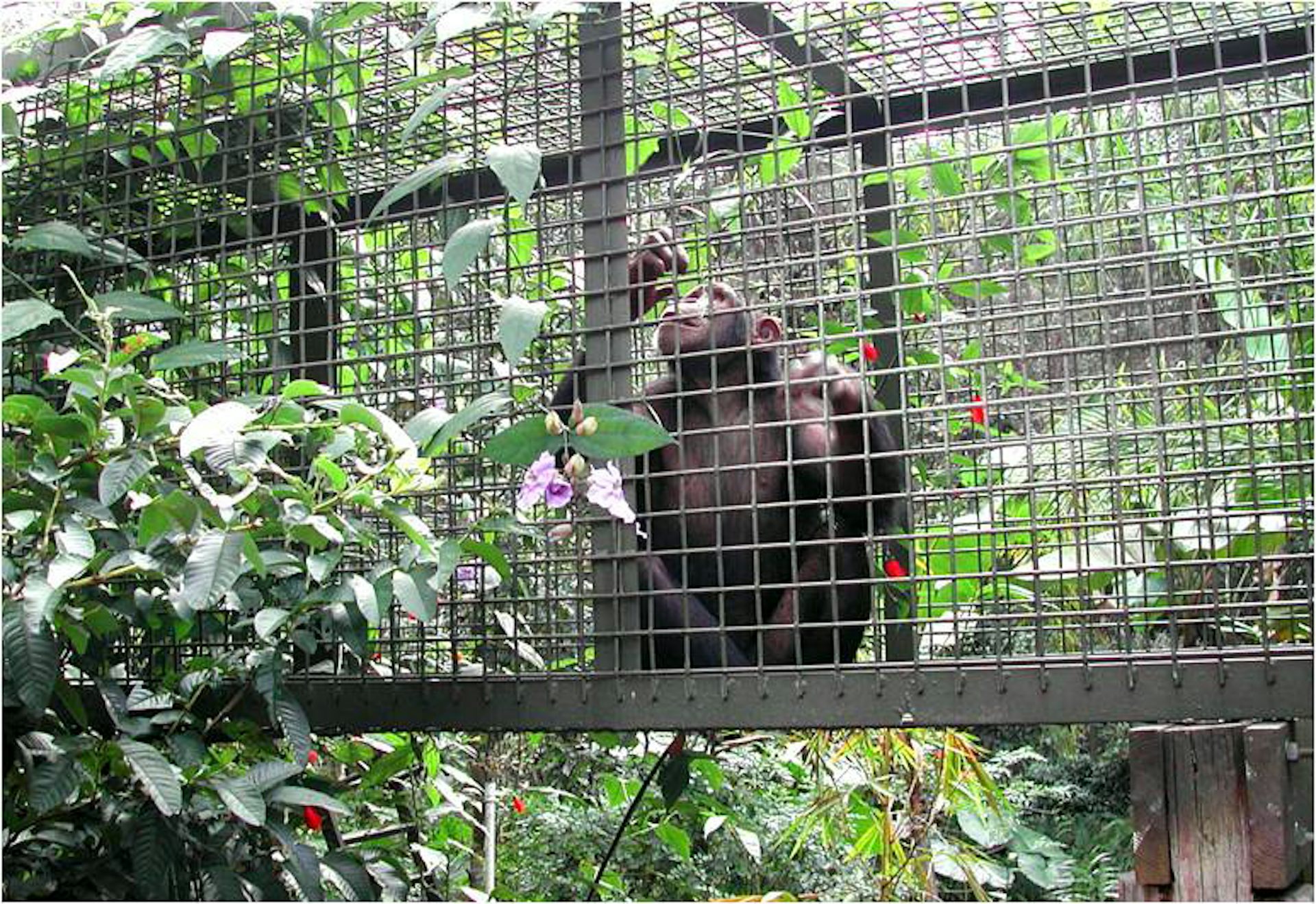 Zoos of the future break down the enclosure walls