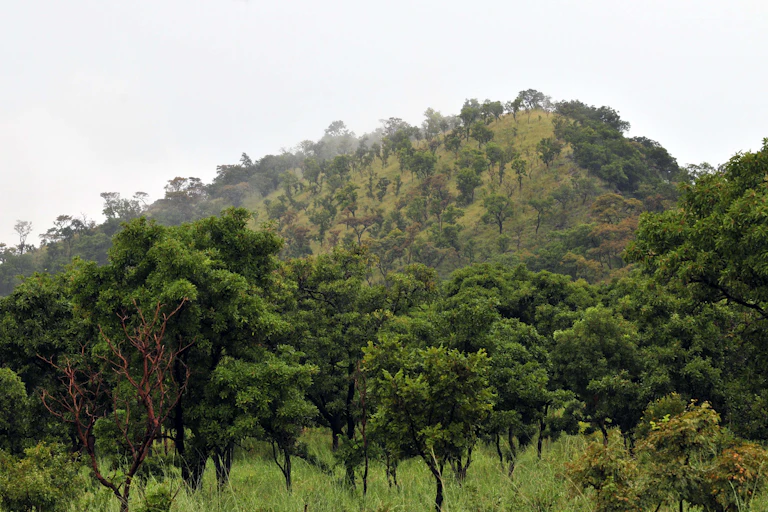 Trees in a forest