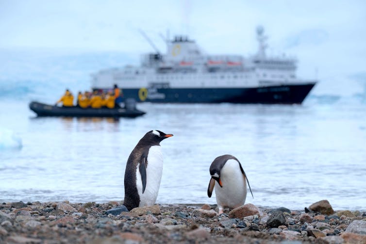 Two penguins in the foreground on a rocky beach, with an exploration ship in the background