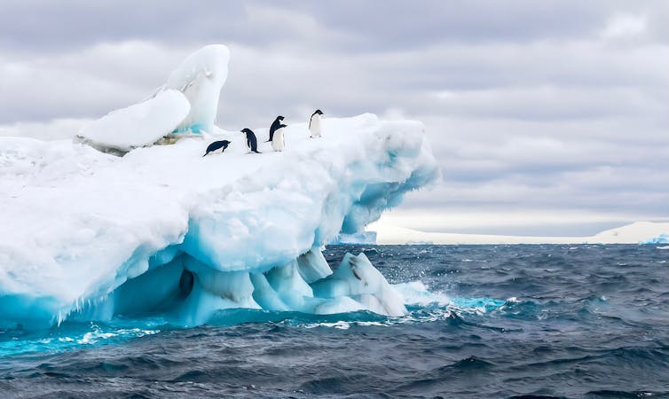 Penguins in Antarctica