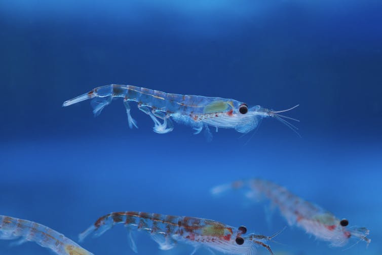 Krill