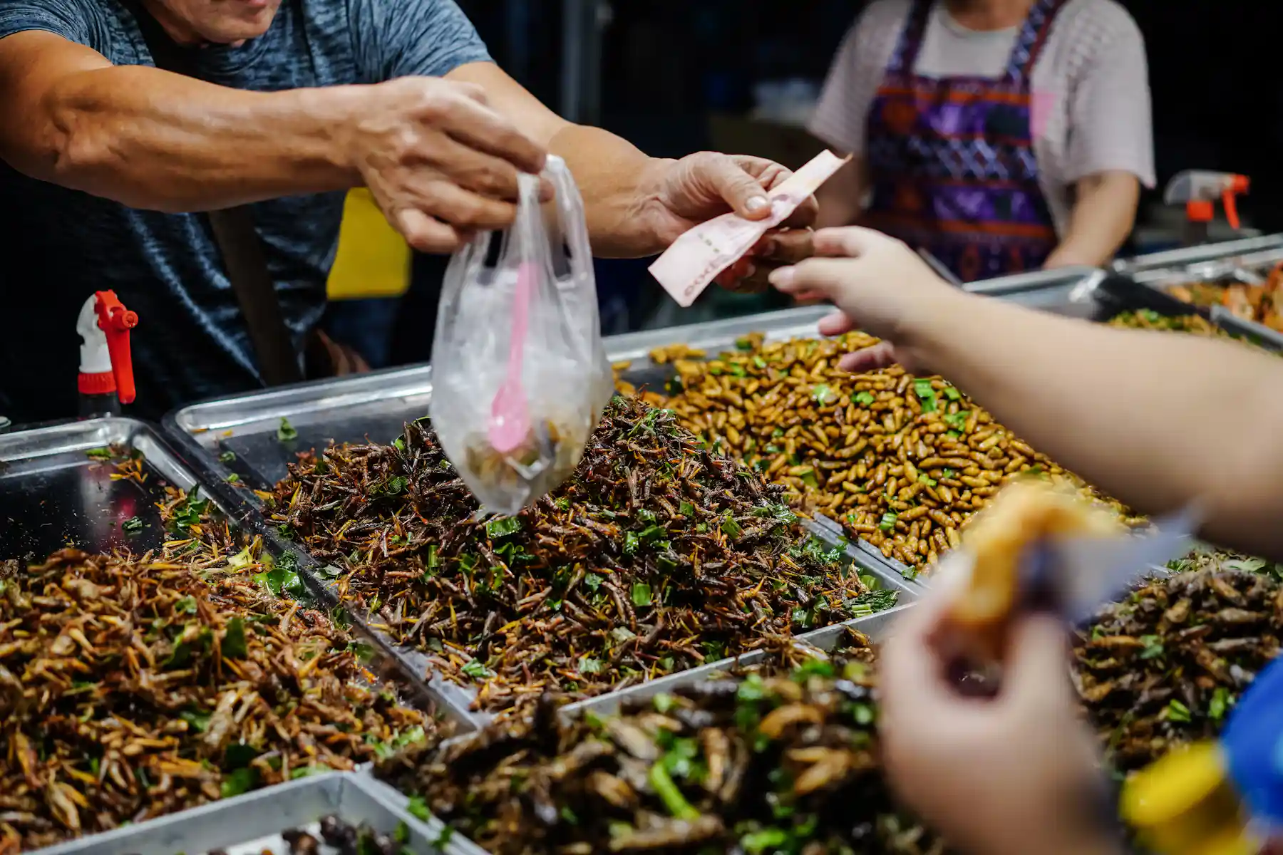 Eating insects can be good for the planet – Europeans should eat more ...