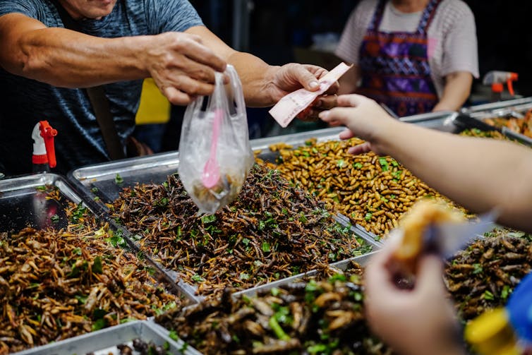 Una vendita di una porzione di insetti in una bancarella del mercato davanti a più vassoi di insetti commestibili.