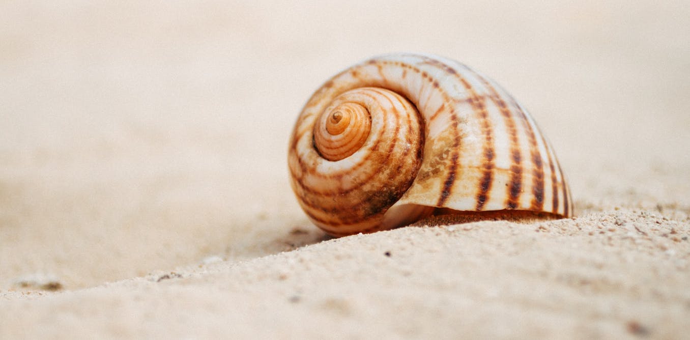 Curious Kids: why do seashells sound like the ocean when you put them ...