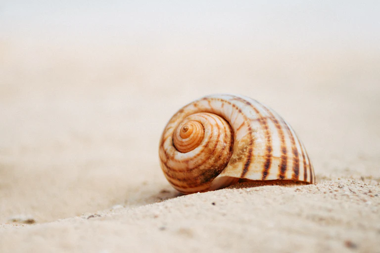 Seashell on sand