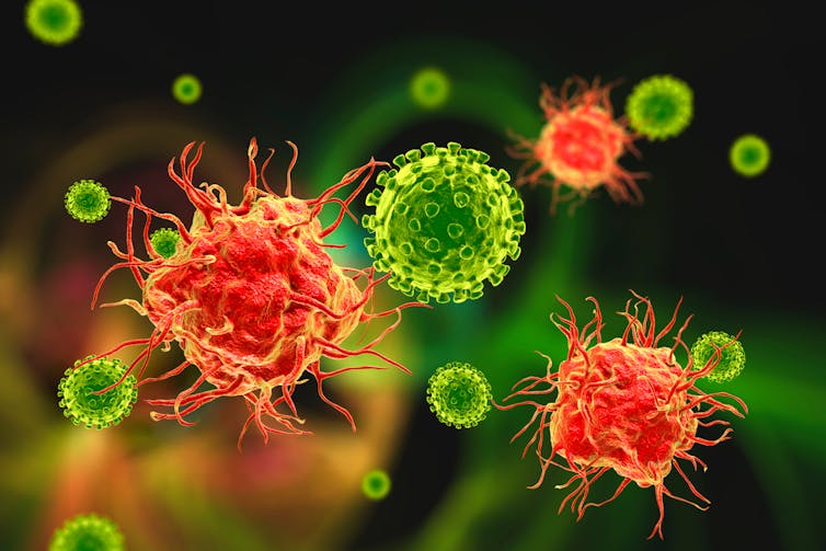 Dendritic cells (red) attacking viruses (green)