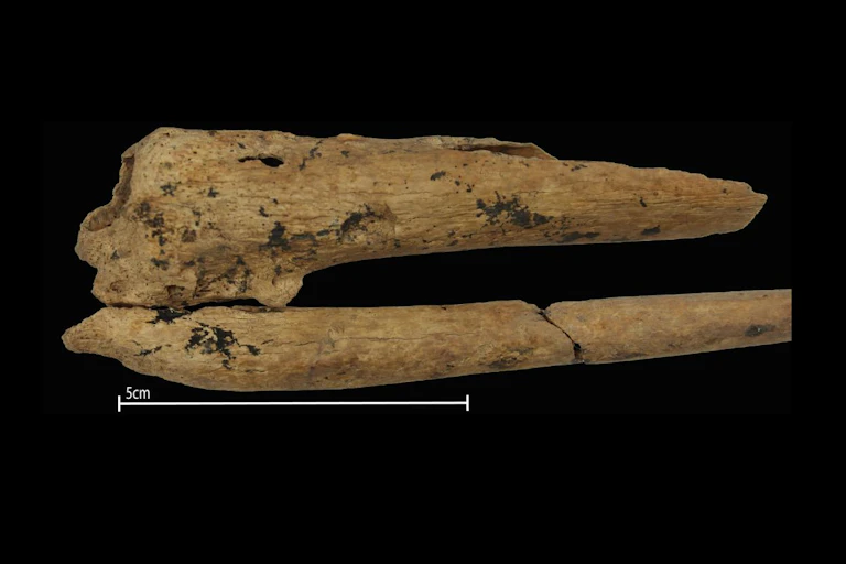Close-up of ancient, yellowed bone remains on a black background