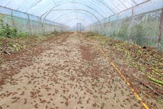 A swarm of insects being farmed in a large enclosure.