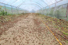 A swarm of insects being farmed in a large enclosure.