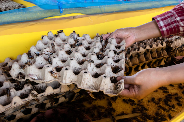 A person holding a tray of farmed crickets, with many similar trays in the background.