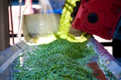 Peas being processed in a large tray.
