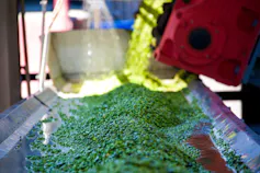 Peas being processed in a large tray.
