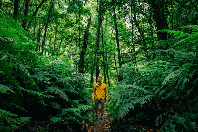 Pendaki dengan mantel kuning berjalan di hutan lebat.