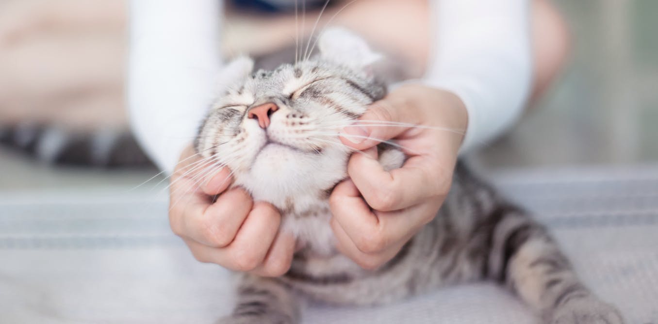 Cuatro formas de saber si tu gato te quiere, según la ciencia
