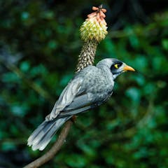 Australian birds – Berita, Riset, dan Analisis – The Conversation