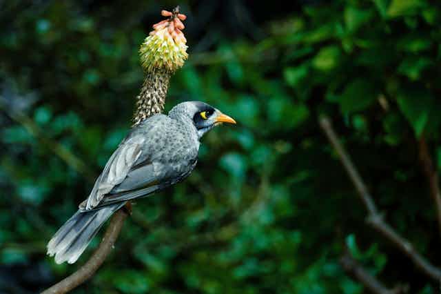A Noisy Miner perches on a plant