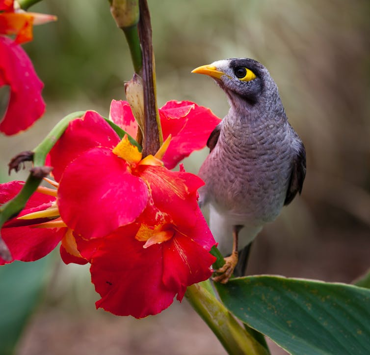 A noisy miner sits on a plant with bright red flowers.