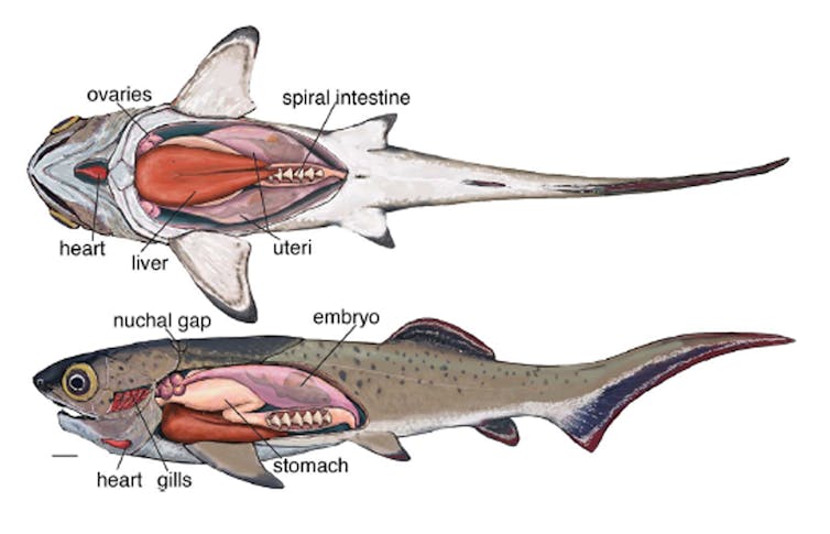 Soft organs reconstructed in a placoderm fish,bar scale is 1cm.