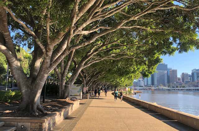 A row of fig trees in Brisbane