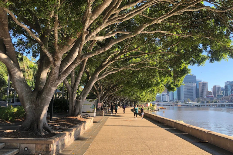A row of fig trees in Brisbane
