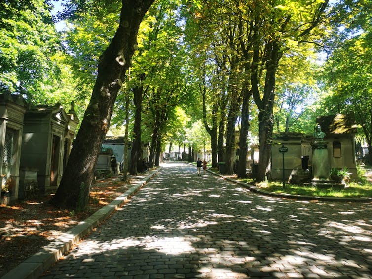 A shady street through a cemetery