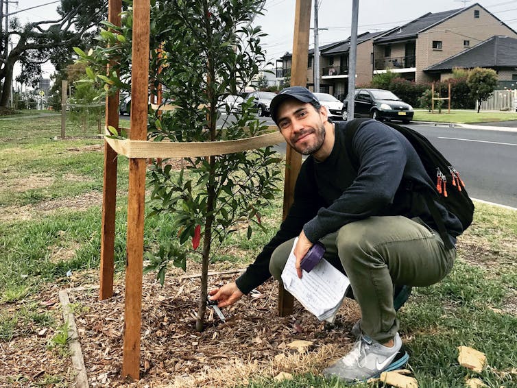 Un científico inspeccionando un joven árbol urbano