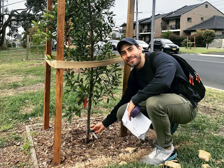 Un científico inspeccionando un joven árbol urbano