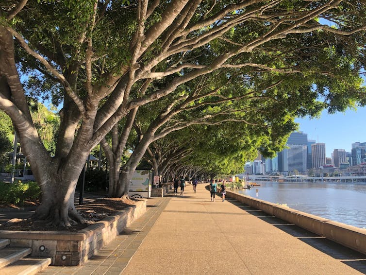 Árboles a lo largo de un sendero en Brisbane, Australia