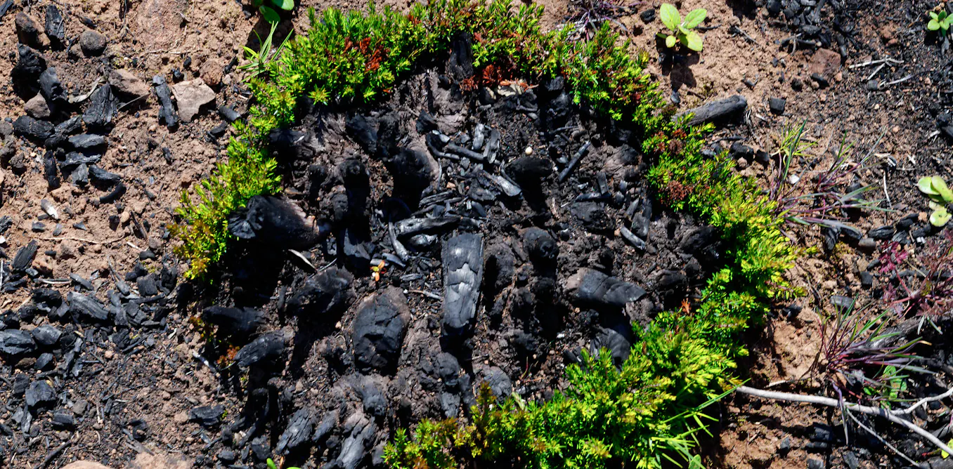 Lefjue Images de science : la vie reprend, un an après le feu dans le massif ...