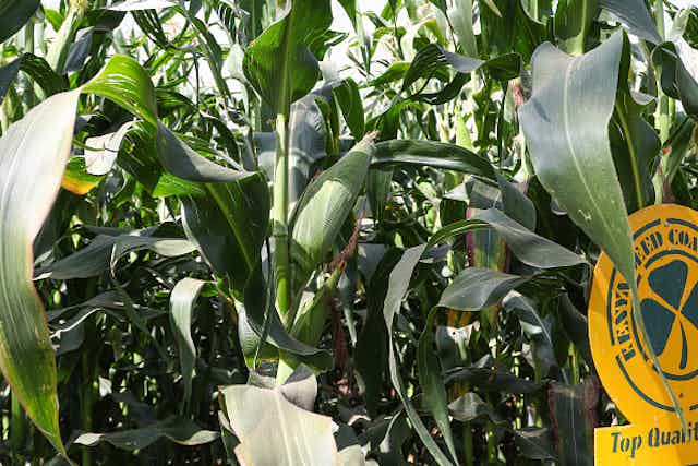 Photo of a high-yielding maize variety developed in Kenya