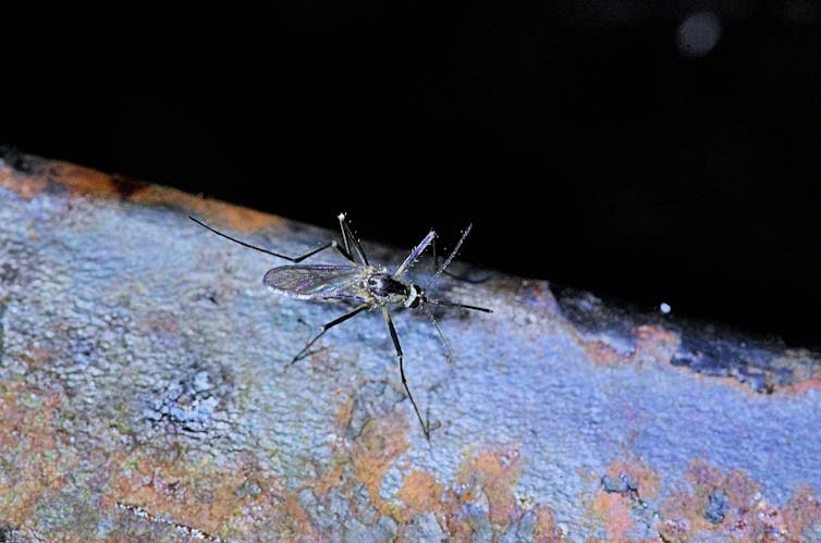 Close-up photo of the eastern treehole mosquito.