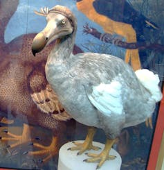 A model of a dodo stand atop a museum display.