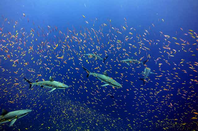 Six sharks swim among dozens of small fish in open ocean waters