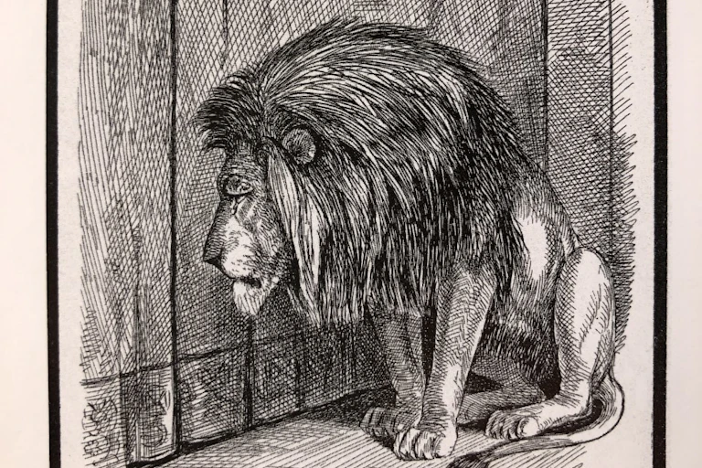 A morning lion