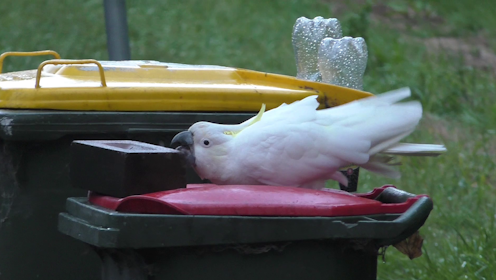 Sydney cockatoos are still opening kerb-side bins, despite our best efforts to stop them