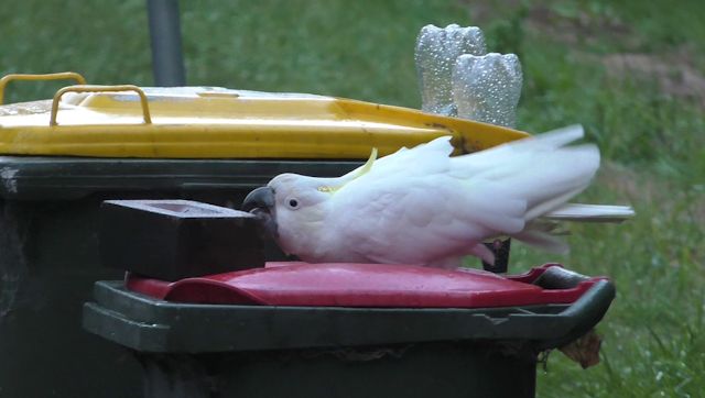 Cockatoo bushing a brick off a bin
