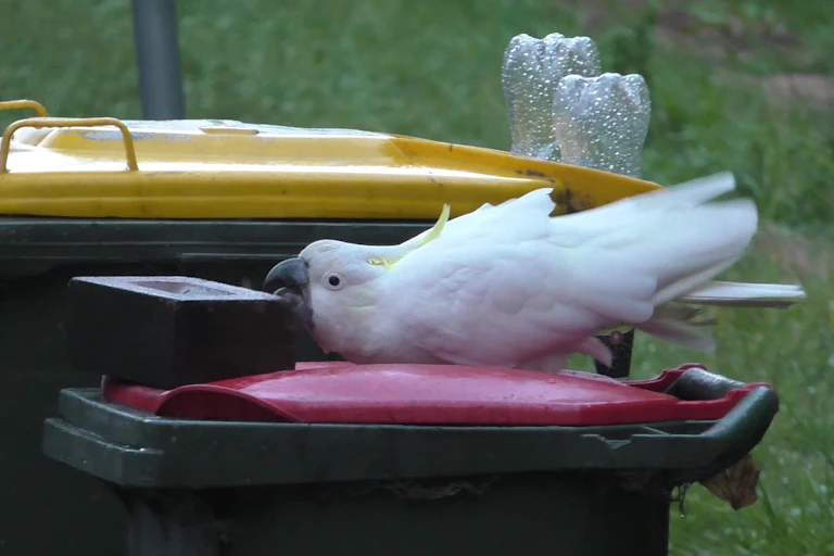 Cockatoo bushing a brick off a bin