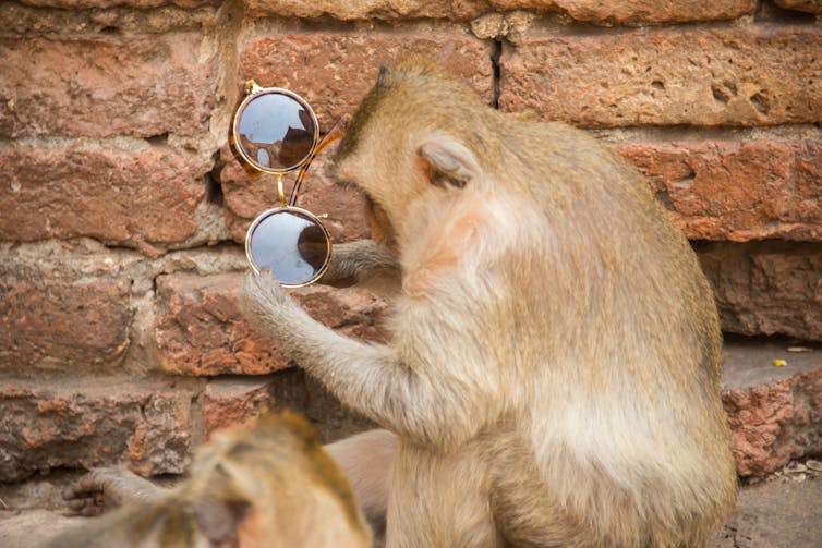 Monkey holding sunglasses