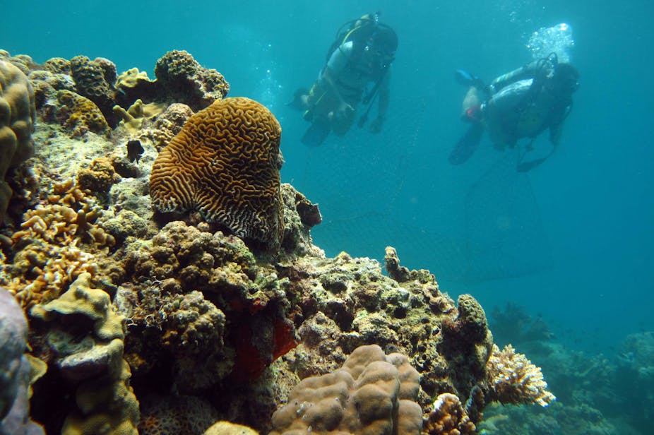 coral reefs work as