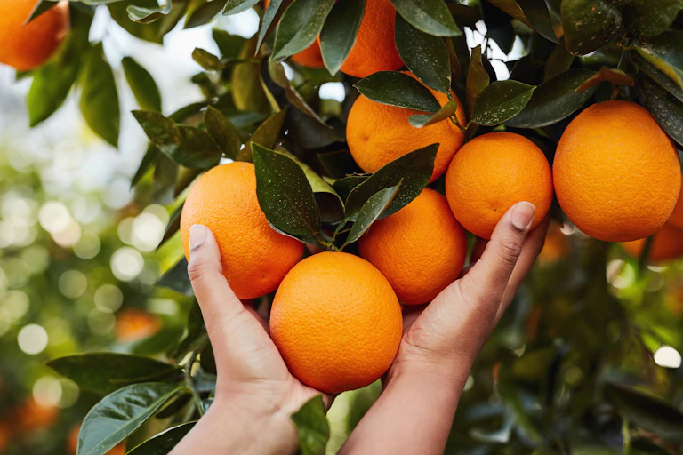 South African oranges on a tree.