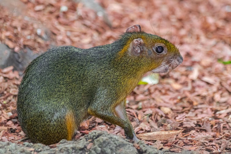 Rodent sits on forest floor