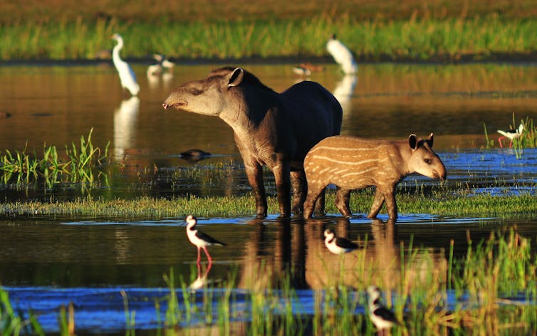 Tapir mother and baby stand in shallow water