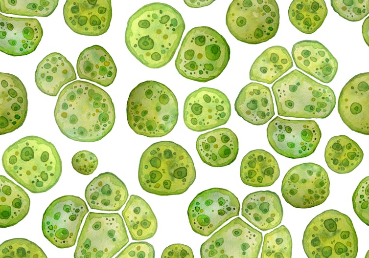 Climate change threatens food but microscopic algae offer answers Climate change threatens food but microscopic algae offer answers