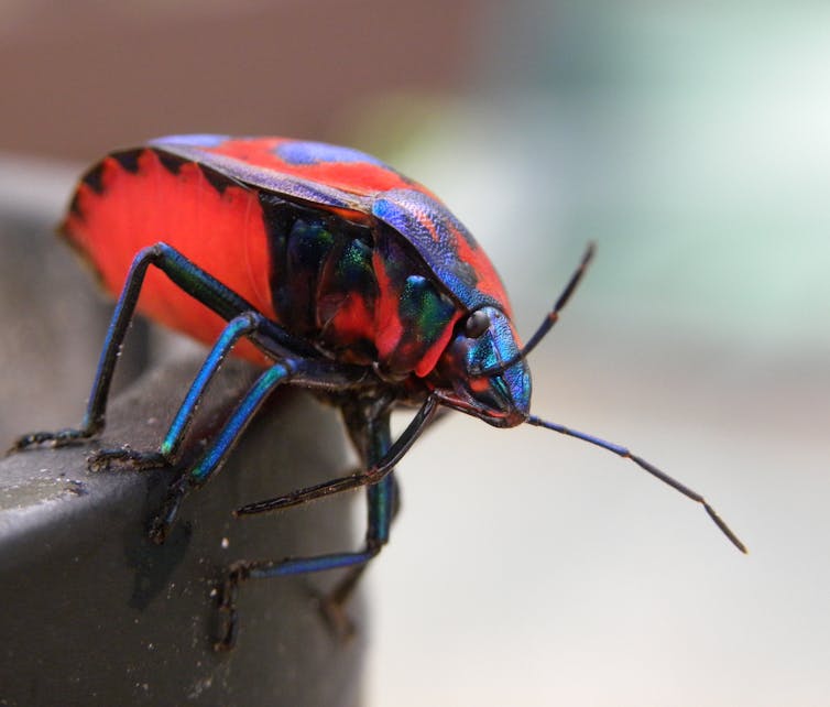 Hibiscus Harlequin Bug (Tectocoris diophthalmus), a red and blue bug with long antennae, looking at the camera whilst perched on the side of a plant pot