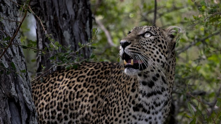 Leopard with mouth open in a tree, looking upwards with eyes open
