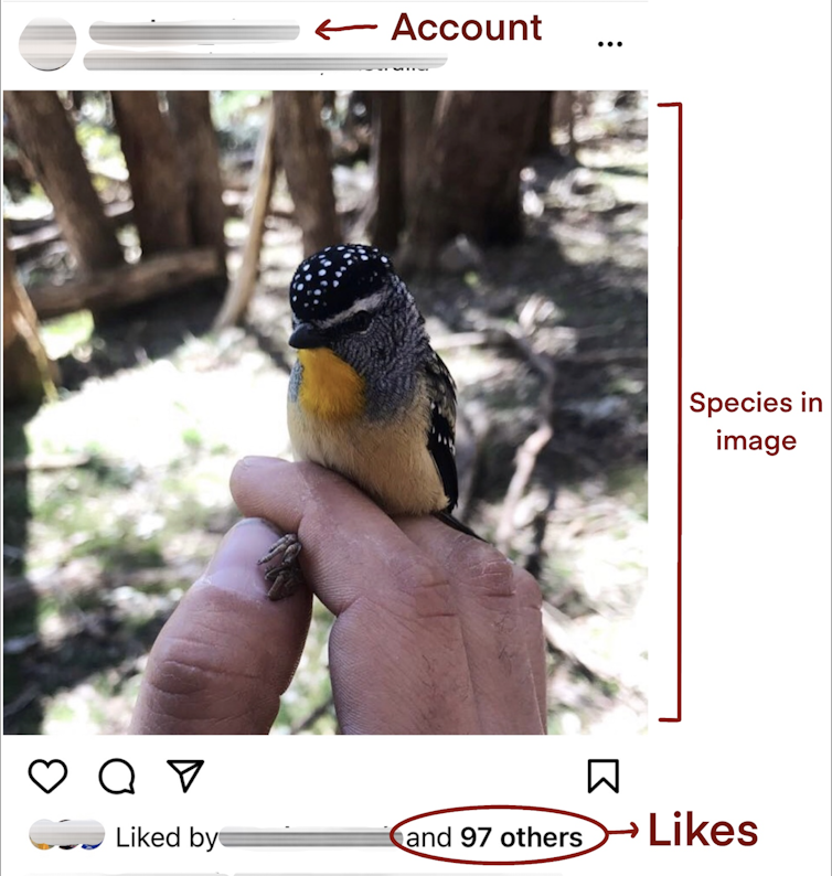 Instagramový příspěvek pardalota skvrnitého (malého ptáčka) na něčí ruce.  Informace o účtu, počet lajků a druh na obrázku jsou zvýrazněny