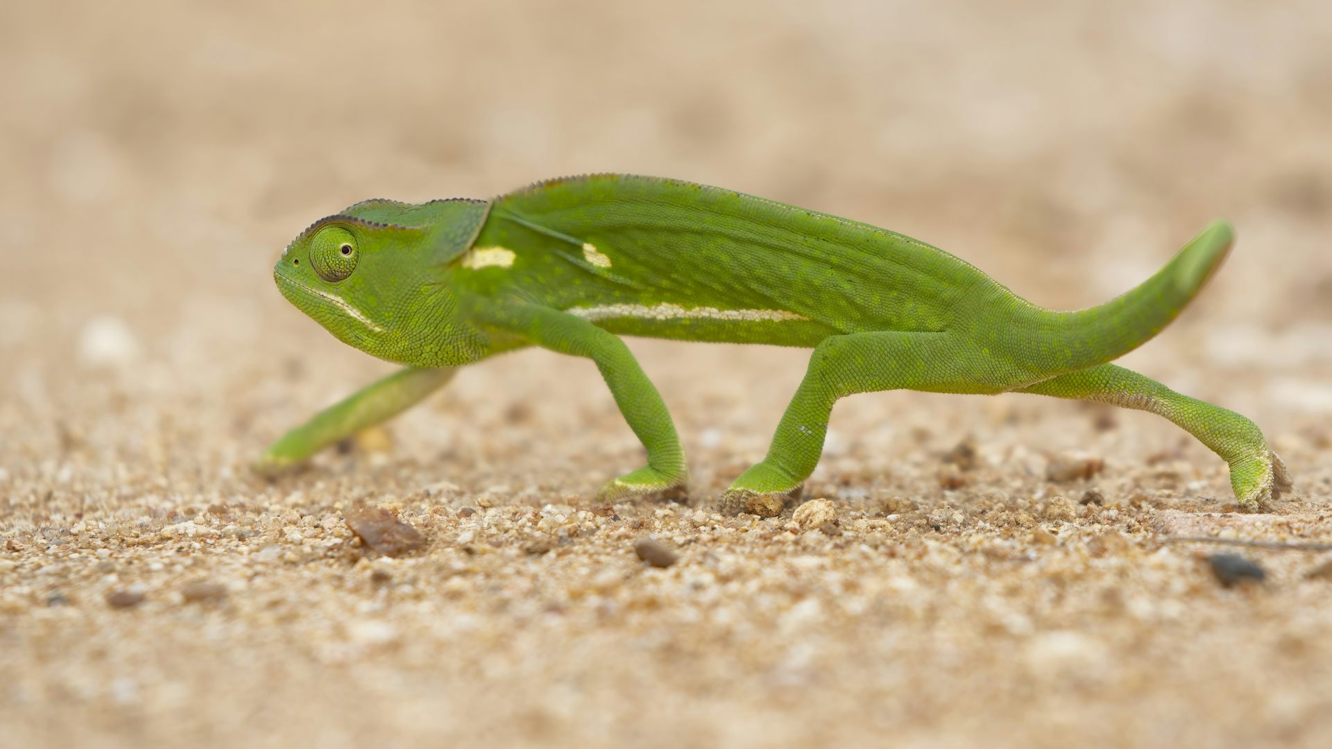 You don't have to be a cute koala to be an Instagram influencer. Give  lizards and bugs a chance and we'll like them too, image size:1536x1024