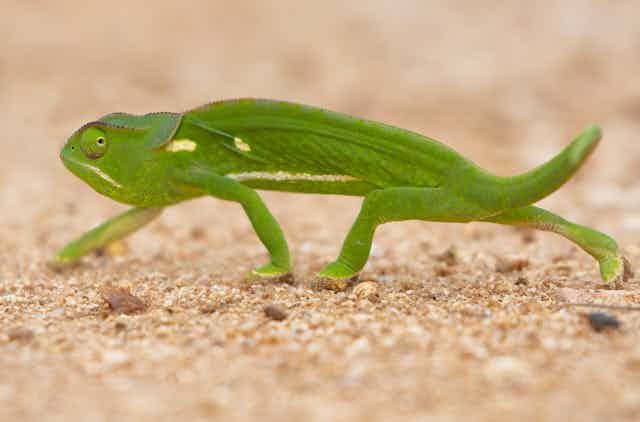 Green chameleon walking across sand