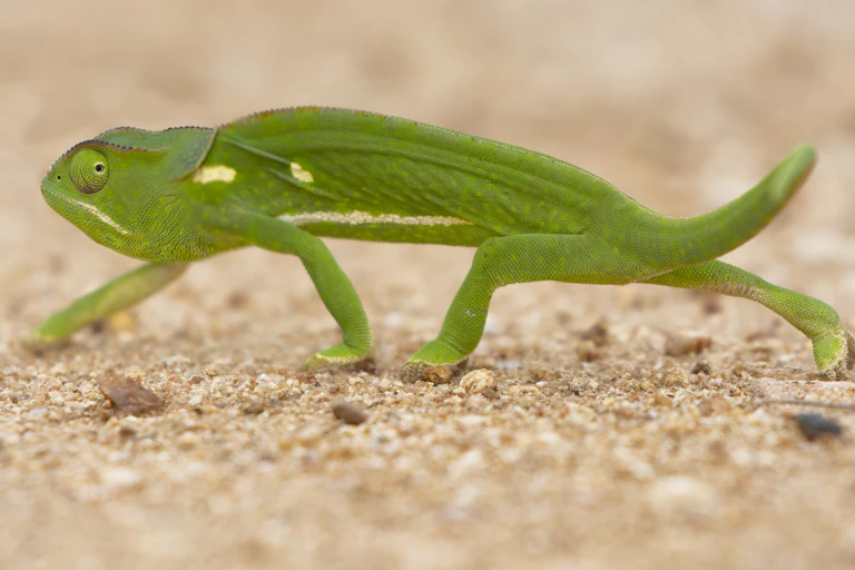 Green chameleon walking across sand
